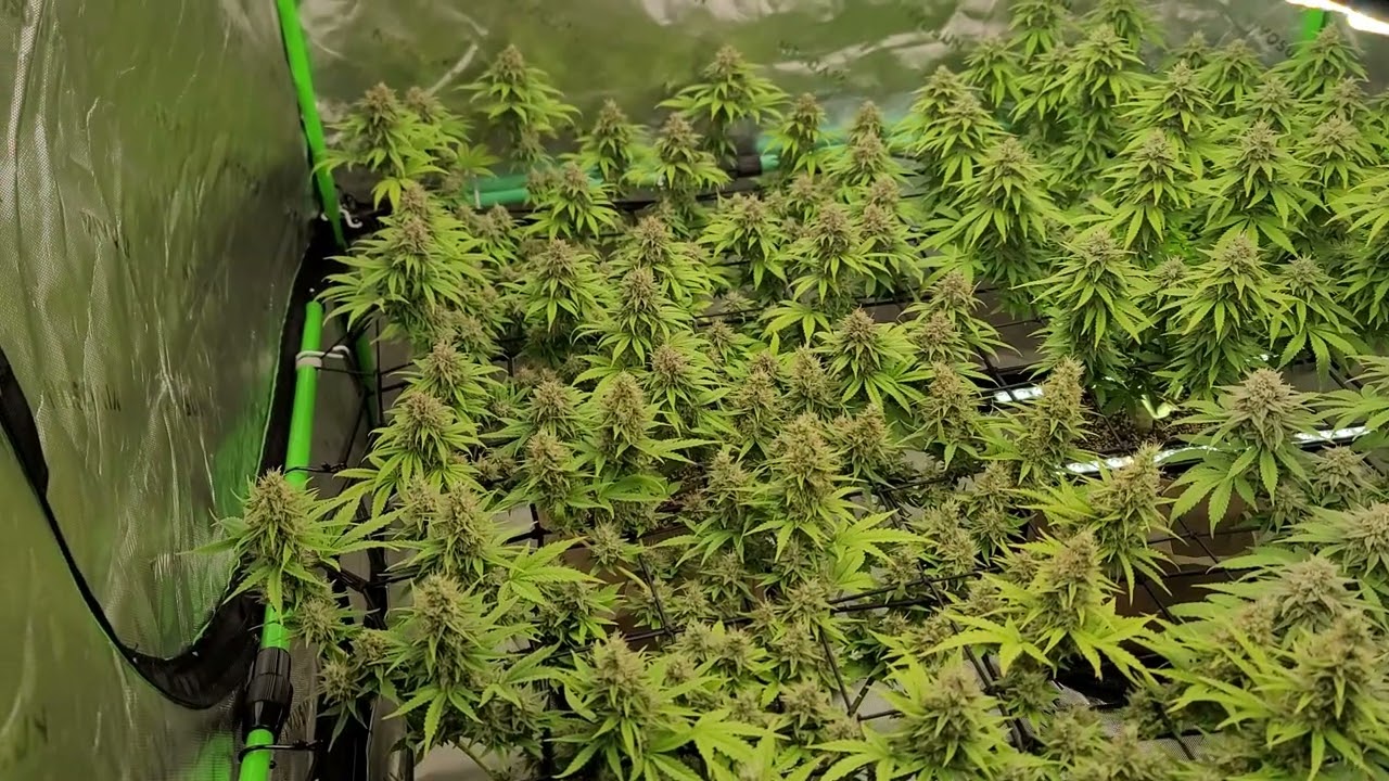 Special Kush #1 & OG Kush 6th Week Of Flower