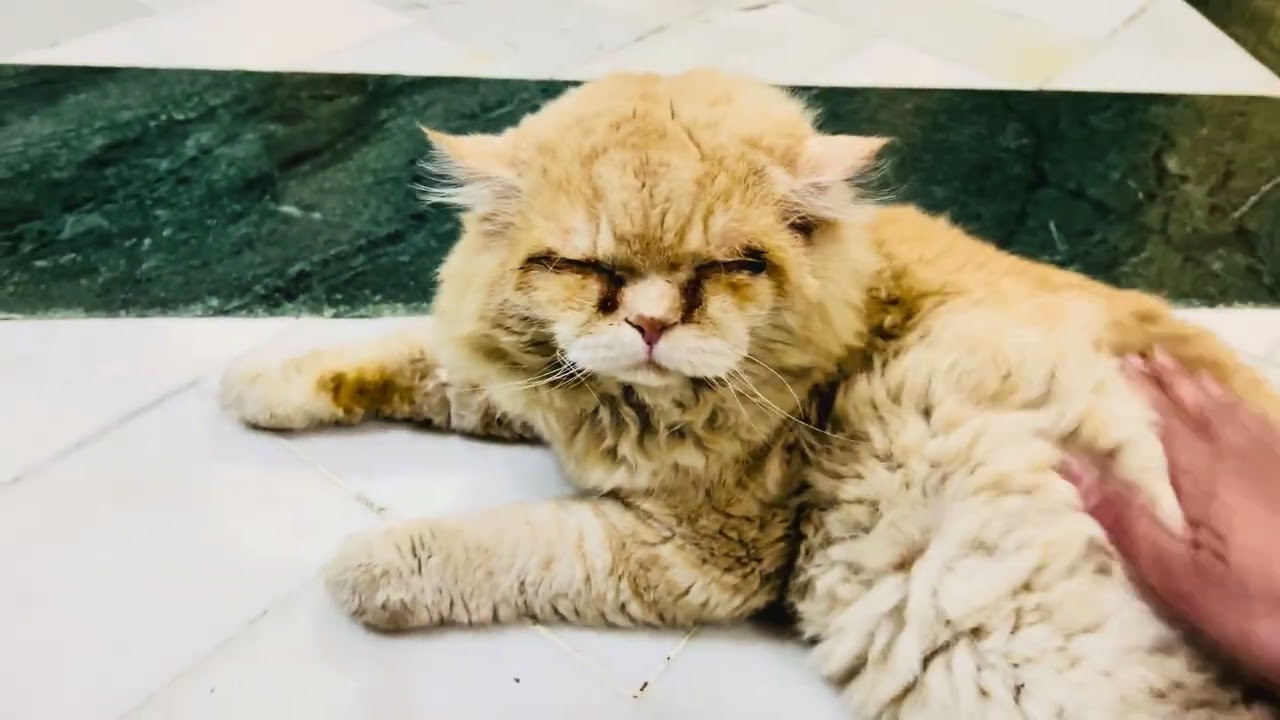 Dekho koochi don ko❤️😘