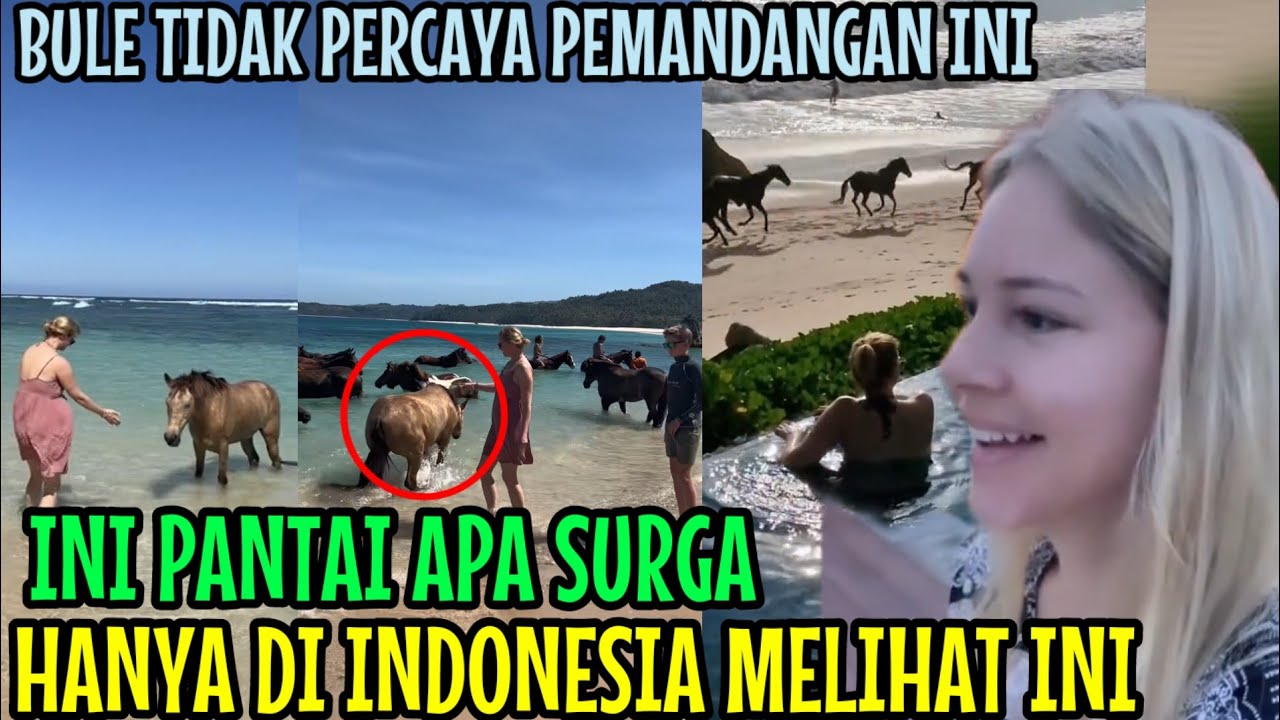 BULE TERKEJUT‼️ DI INDONESIA PANTAI ADA KUDA LIAR