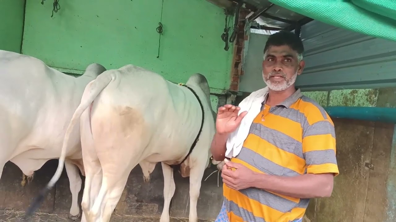 మీరు ఏద్దులను పెంచాలని ఇంట్రెస్ట్ ఉండి పెంచలేకపోతున్నారా . ఈ వీడియో నీ చూడదండి 
