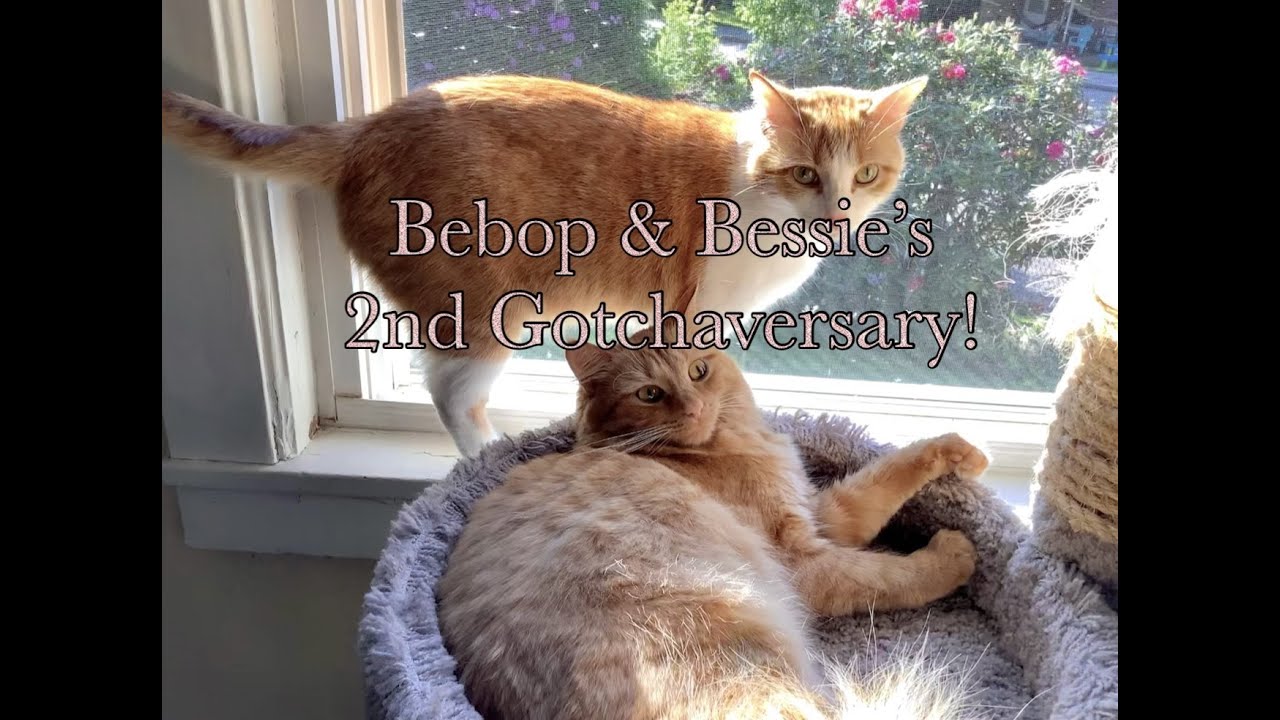 Bebop and Bessie’s 2nd Gotchaversary!