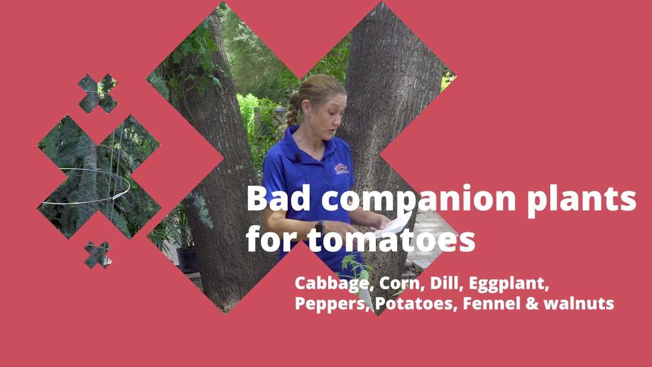 Tomato companion gardening -The Plant Talk Show