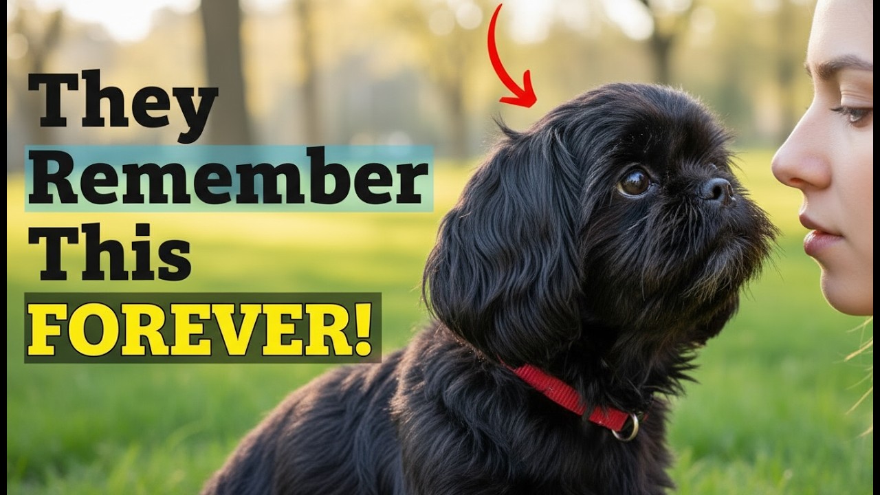 9 Things Your Shih Tzu ALWAYS Remembers (and Maybe You Don’t Realize It)