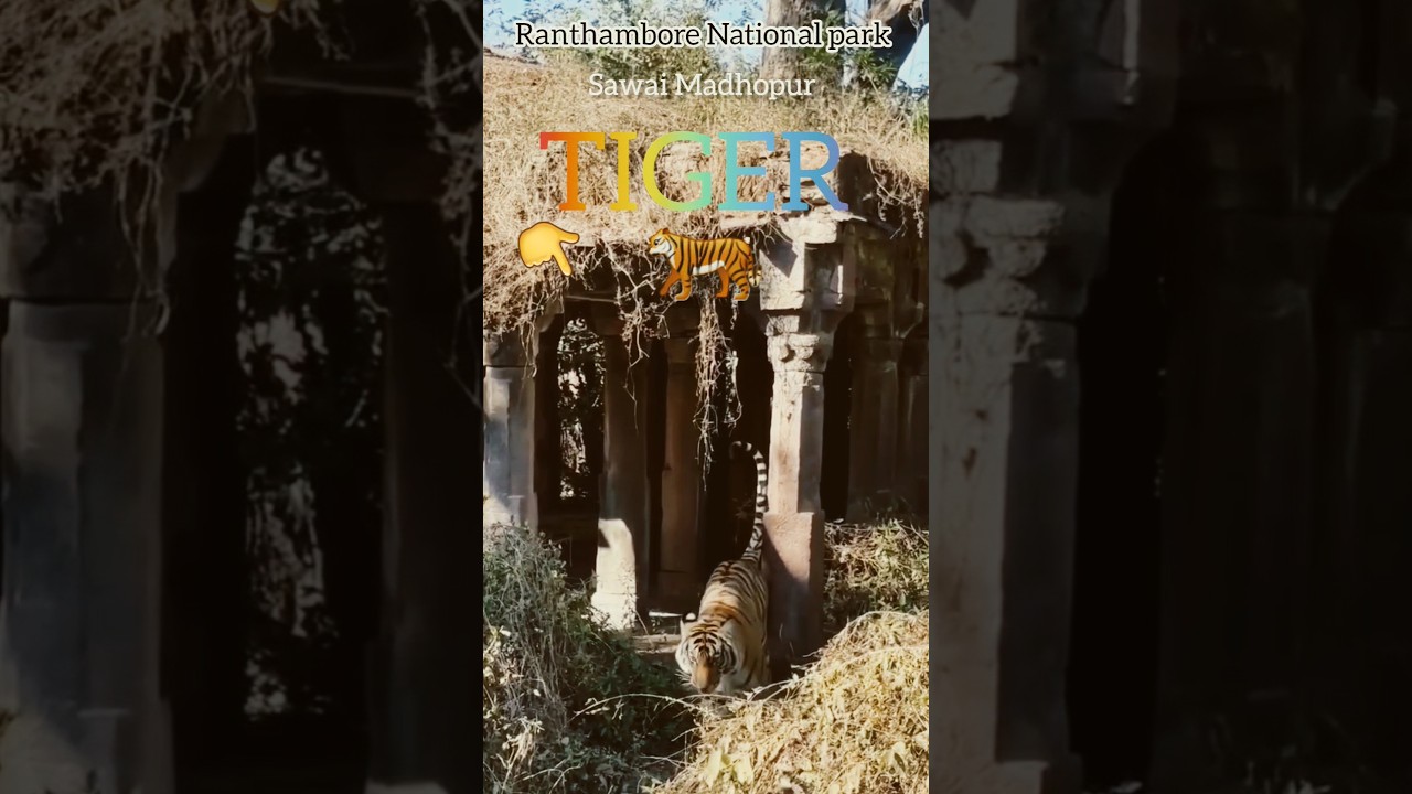Chaiyya Chaiyya | Tiger Reserve | Ranthambore Trip | Sawai Madhopur | Wildlife #shorts #tiger