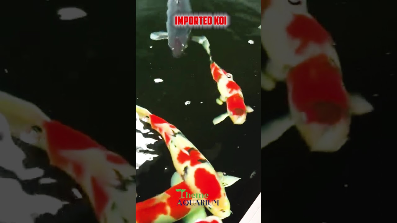 Imported Koi Fish Now Available in Chennai