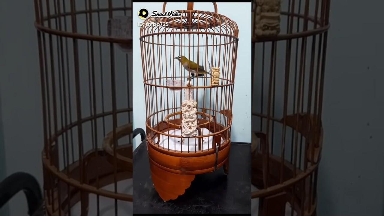 Masteran pleci auri agar cepat NGALAS/ BUNYI
