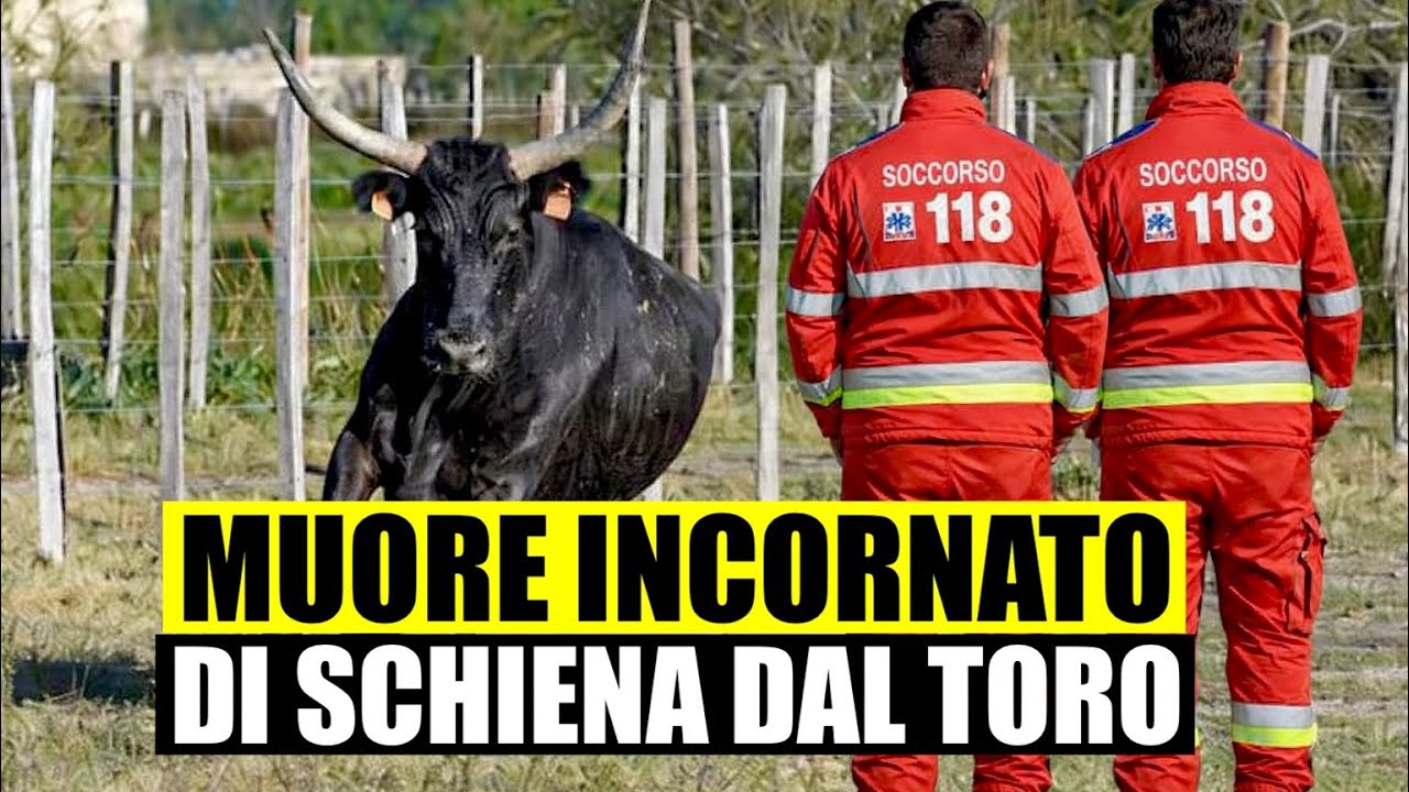 RACCOGLIE ASPARAGI E NON SI ACCORGE DEL TORO, MUORE INCORNATO DI SPALLE. DRAMMA A TARANTO 