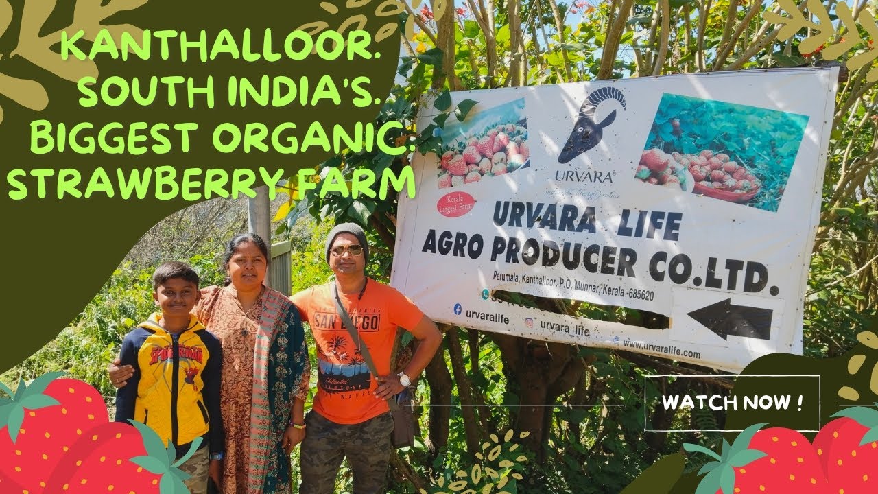 South India's biggest Organic Strawberry Farm🍓| Kanthalloor,Farm stay🏡|#kanthalloor#strawberry#farm