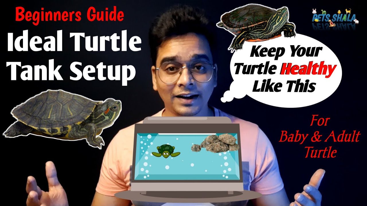 ideal turtle tank setup to keep turtle healthy | important things required in turtle tank setup