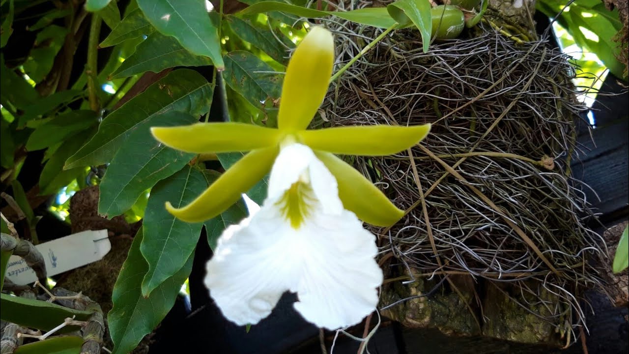 ОРХИДЕИ, энциклия Мария /encyclia mariaе/ и другие в моей коллекции