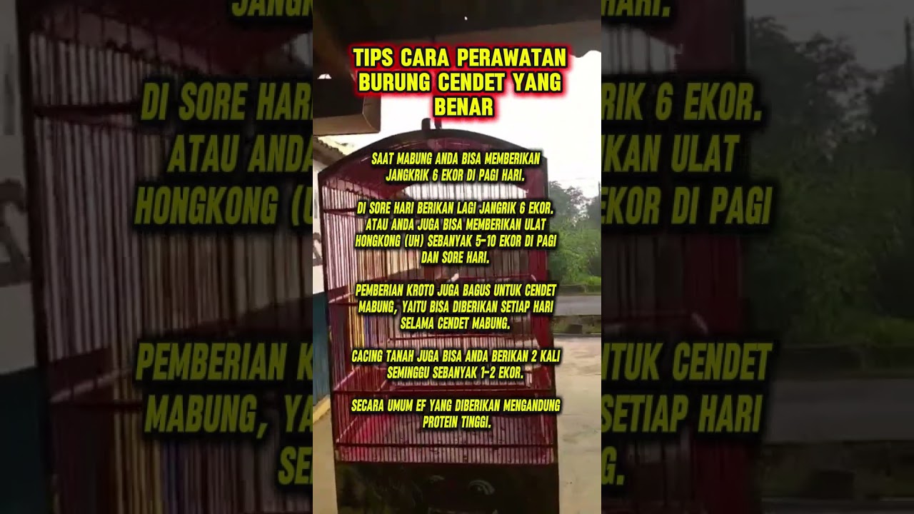 tips merawat burung cendet