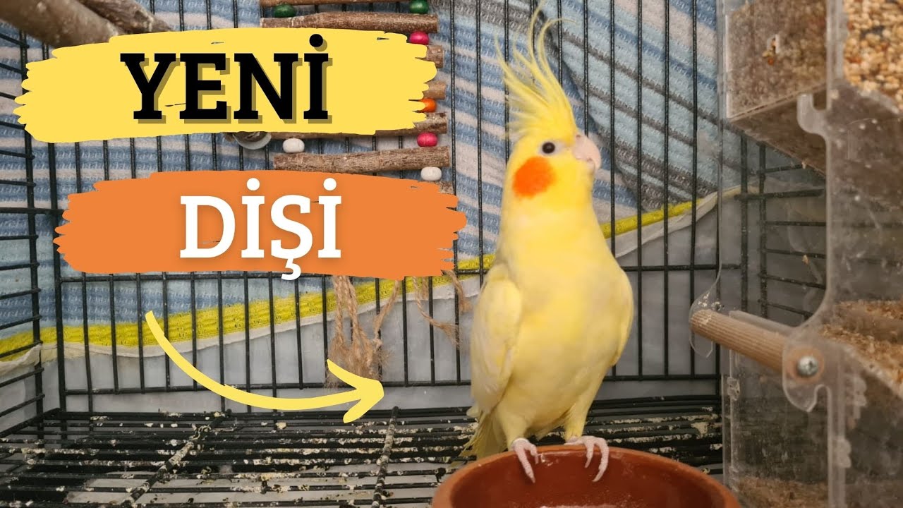 KÜRDAN'A YENİ DİŞİ GELDİ! (ANLAŞTILAR MI?)