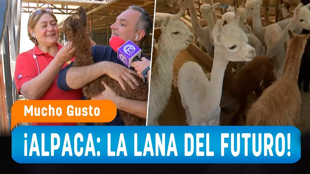Luis Jara esquiló un alpaca y mostró el proceso para obtener la lana del futuro - Mucho Gusto 2019
