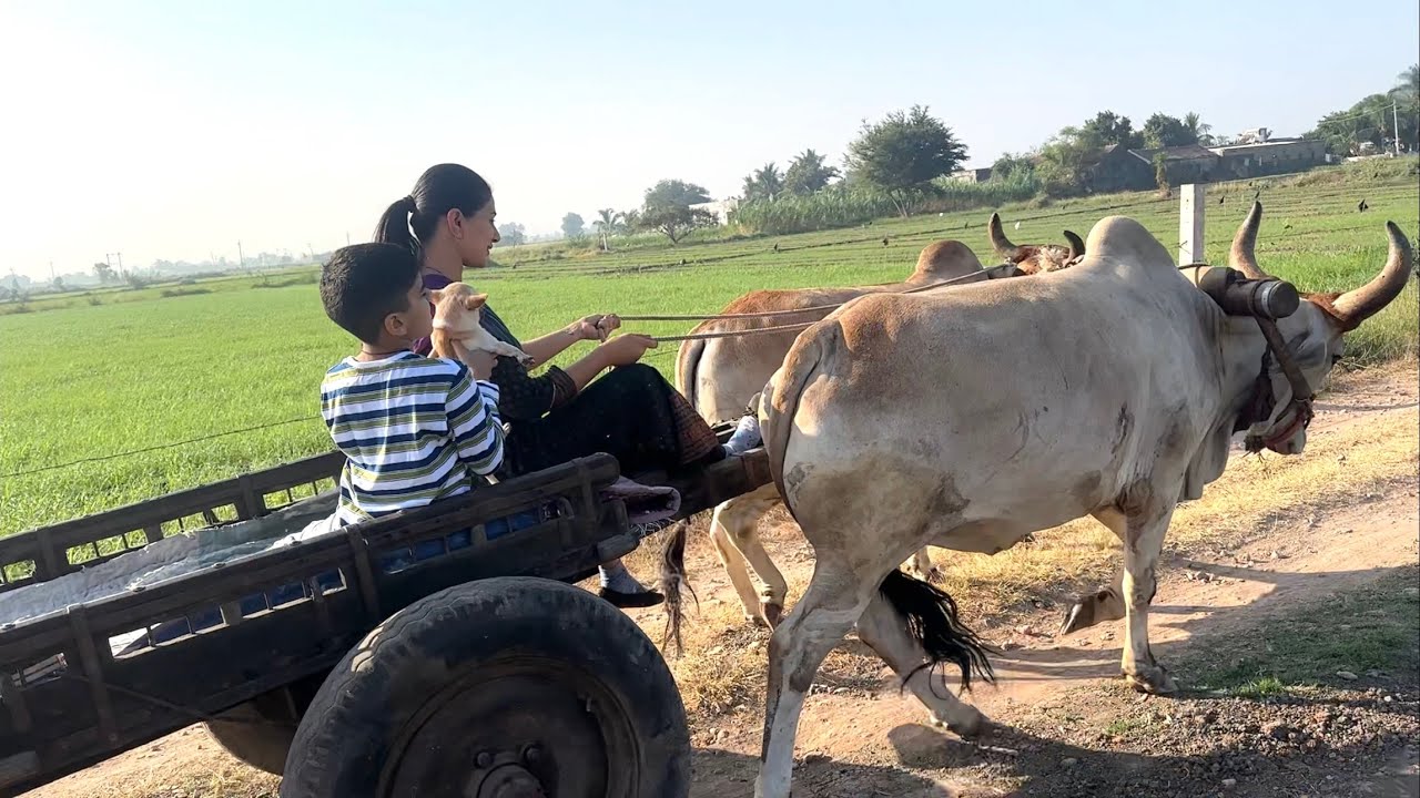 Bharti or om kaha ja rahe hai ajj bailgadi leke bade dino ke baad