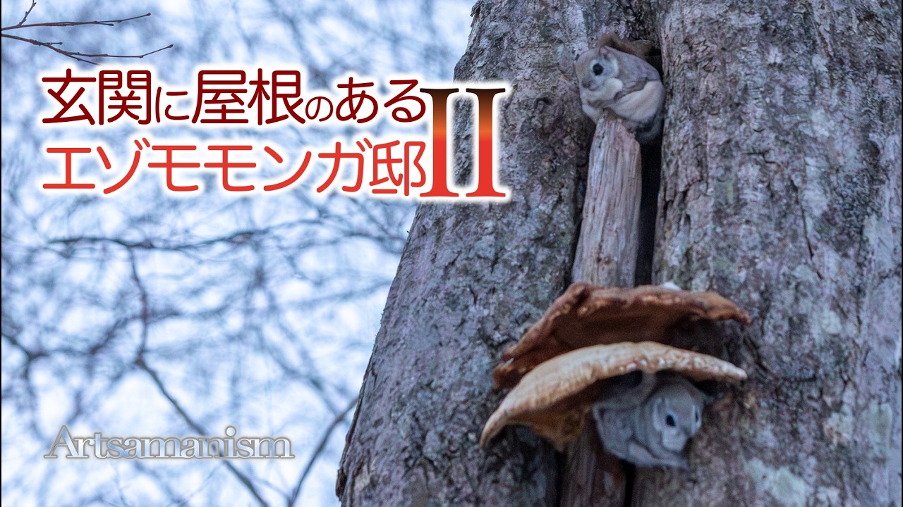 玄関に屋根のあるエゾモモンガ邸２　Siberian flying squirrel with a roof at the entrance