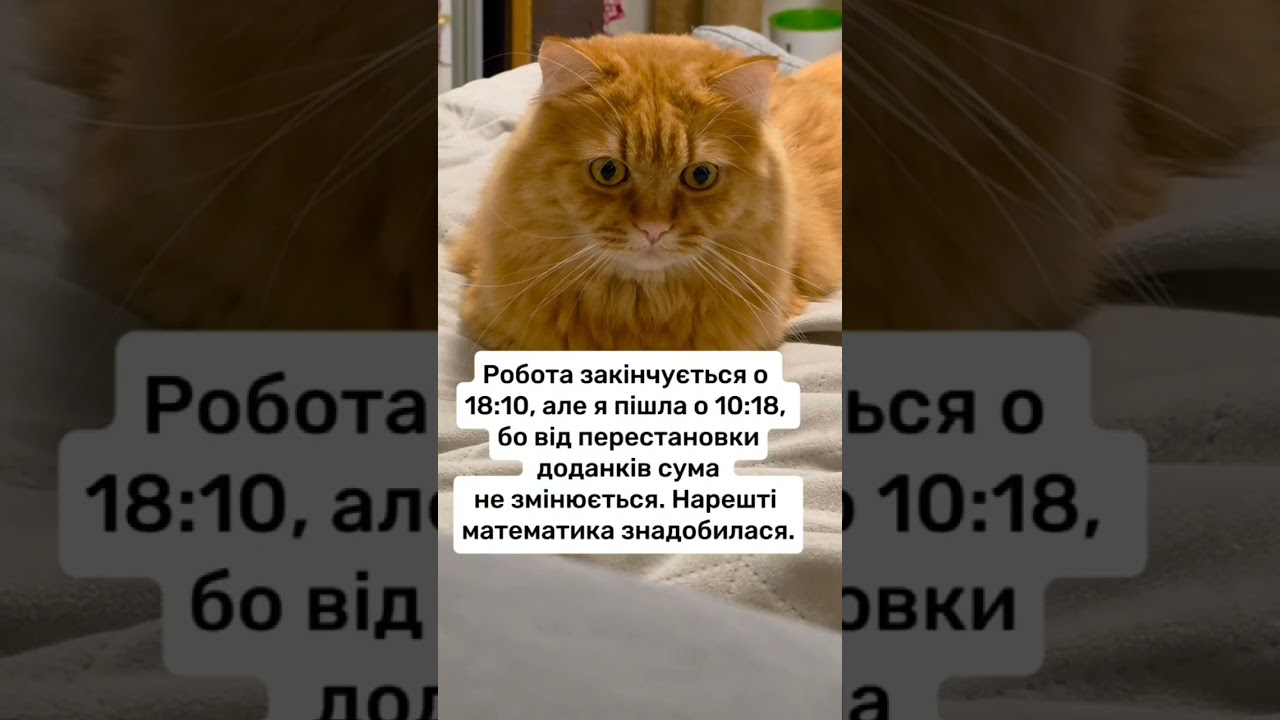 Робота #гуморукраїна #веселівідео #відеодня #кітблогер #війнавукраїні #війнатриває #блекаут