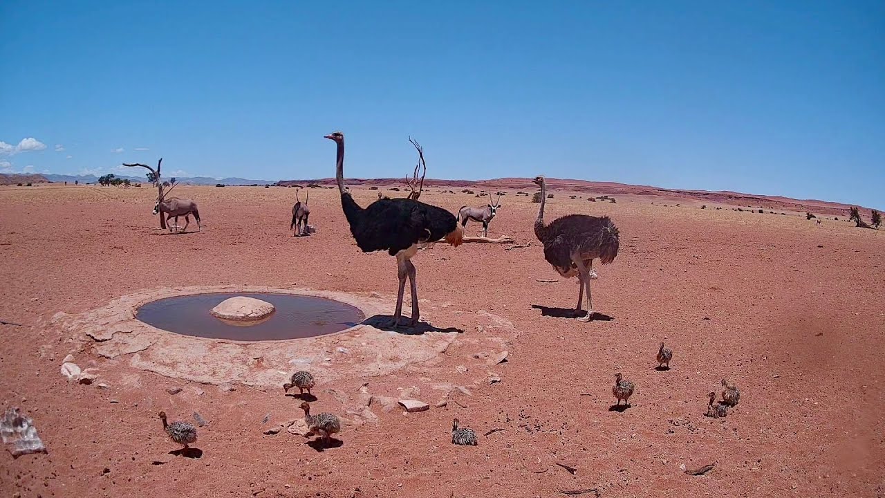 Thirsty Fluff-Balls: Tiny ostrich at the Water's Edge 