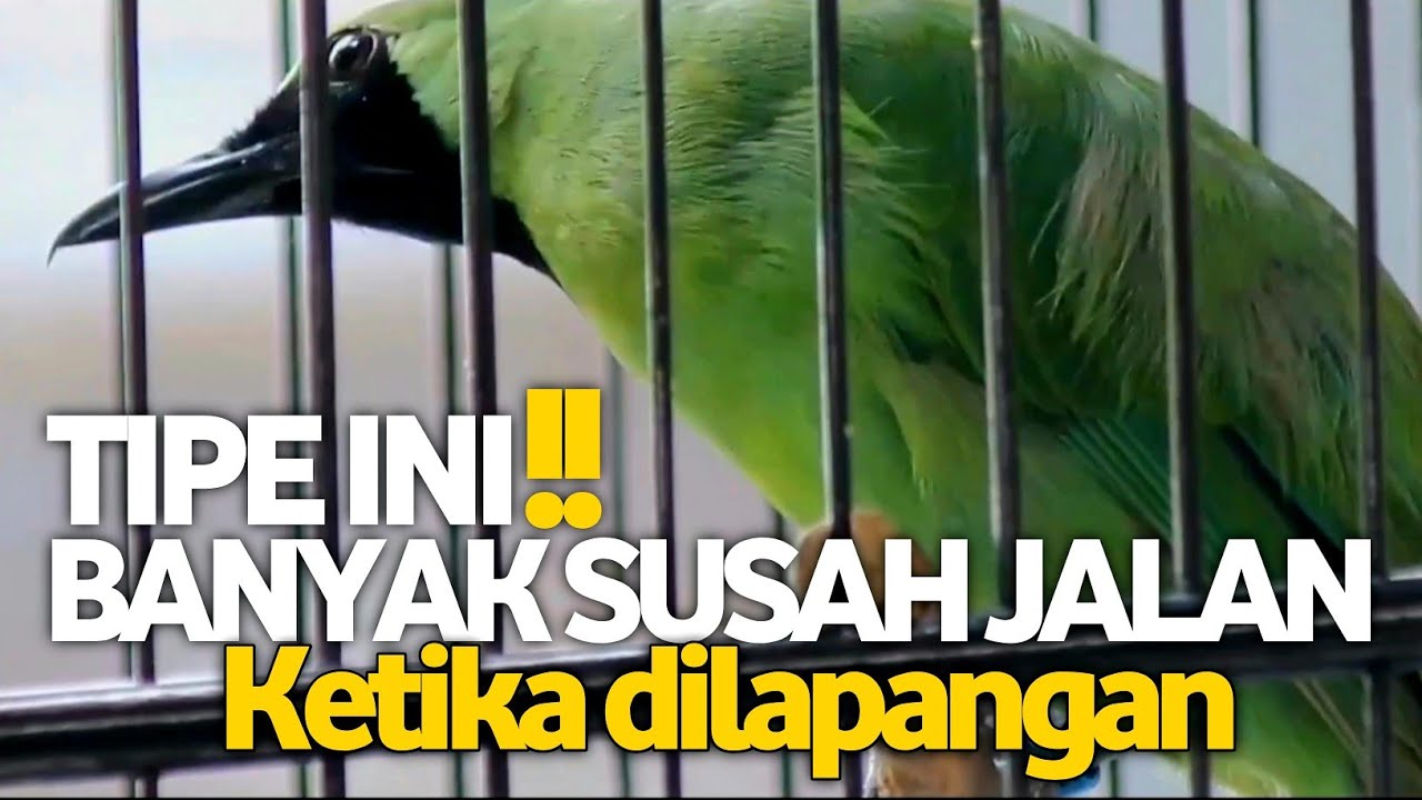 HINDARI INI❗KENDALA CUCAK IJO HIPER SELALU CEPAT NAIK BIRAHI EMOSI DILAPANGAN