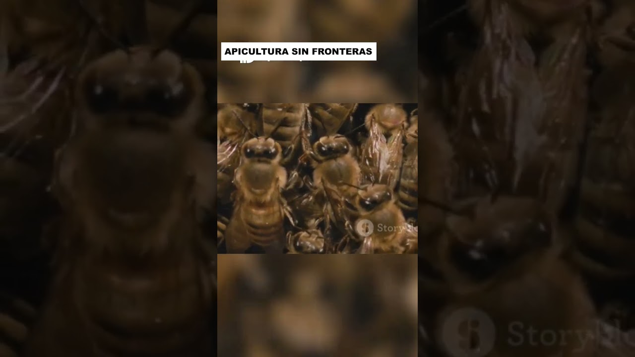 Abejas Nutridas 