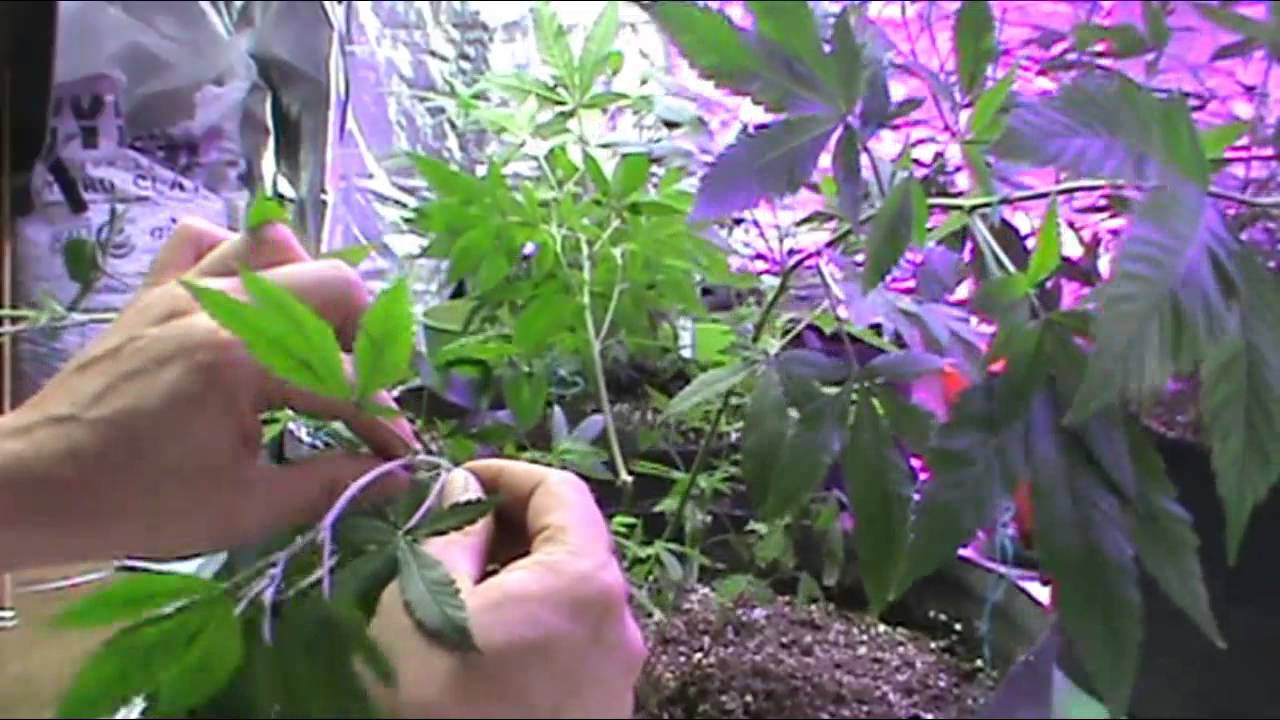 Veg Room Update