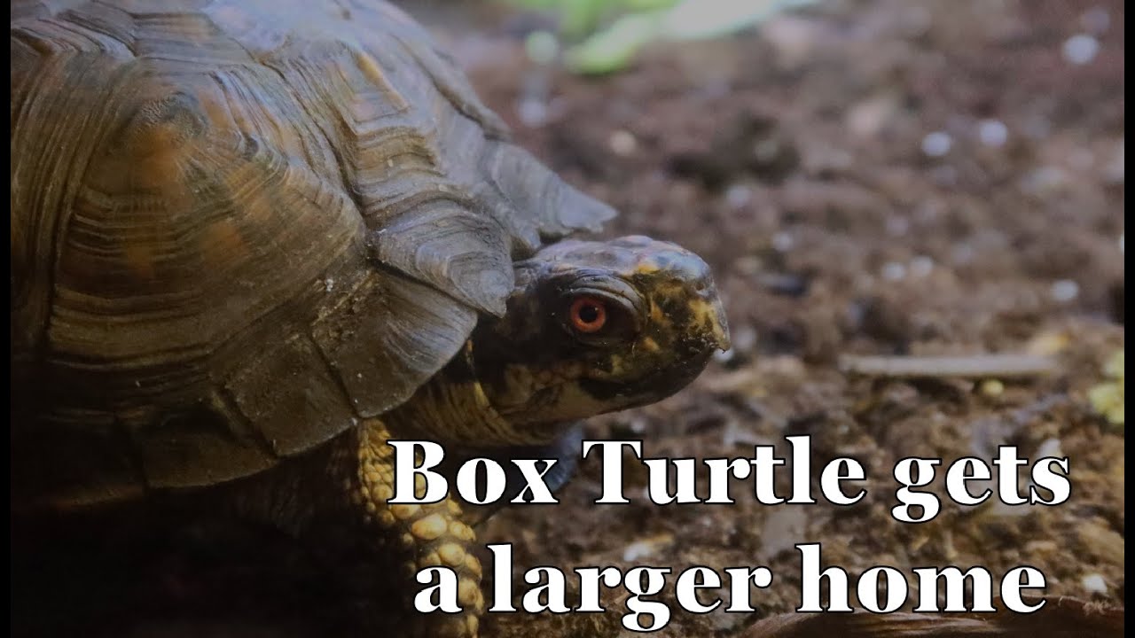 Box Turtles gets larger home