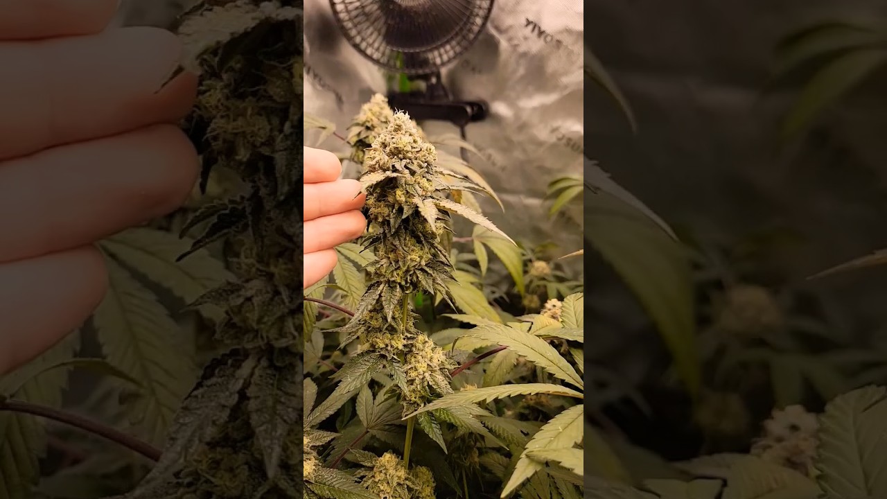BIG NUGS -  E-85-Gelato 41 Day 46 Flower # #garden #cannabisgrower #grow