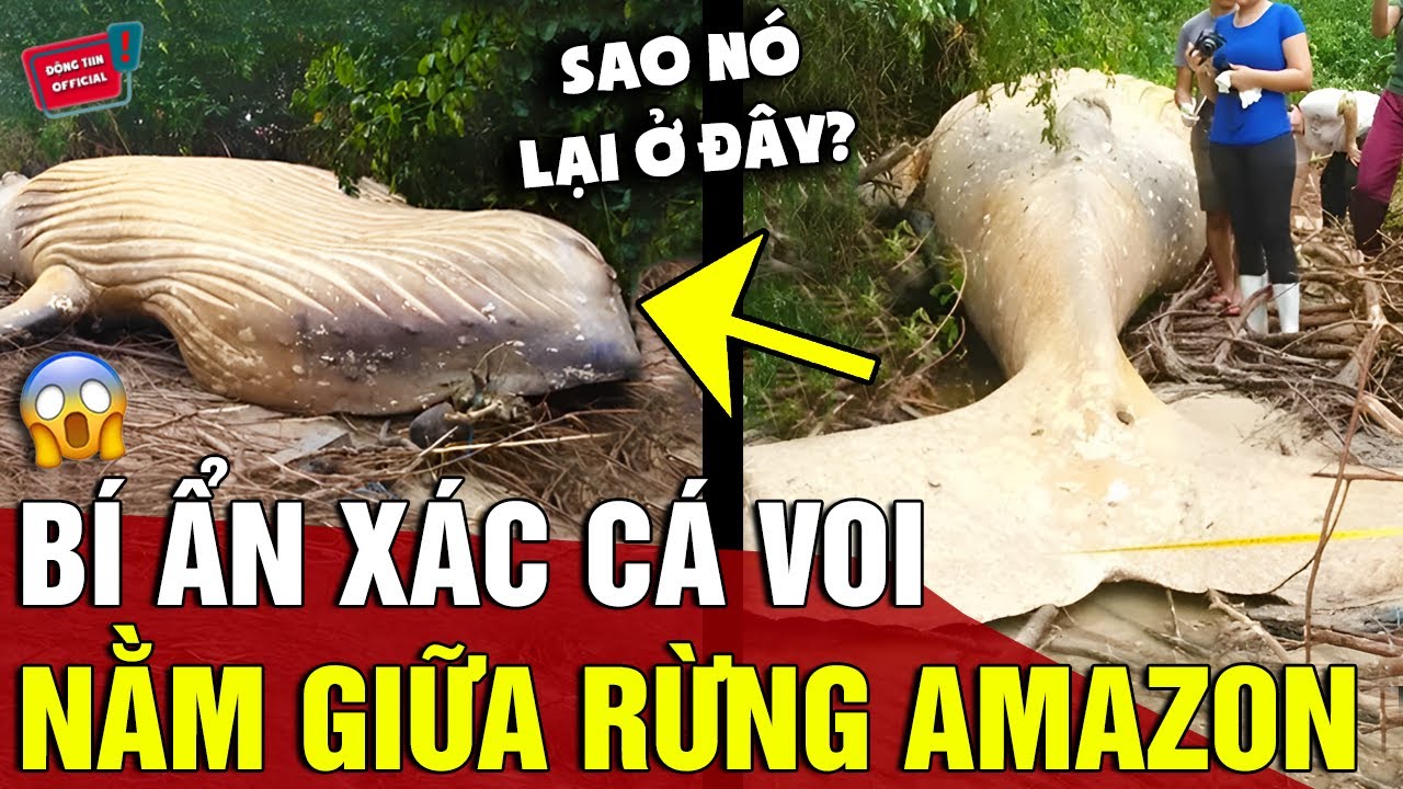 Phát hiện thi thể 'CÁ VOI' nằm ở 'RỪNG RẬM AMAZON' khiến các nhà khoa học 'THẮC MẮC' | Động Tiin