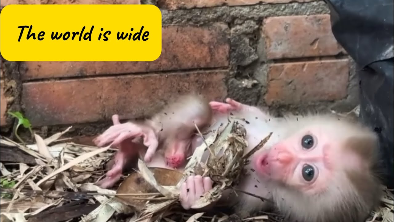 A Baby Monkey’s Little Adventure in the Garden 🐒🌿