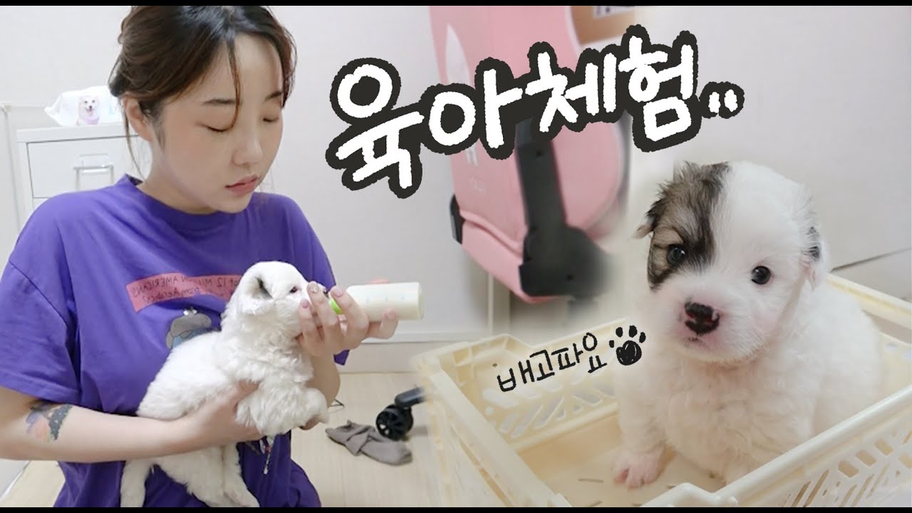 태어난지 2주된 강아지를 돌보는데..진짜 육아하는 기분입니다..!