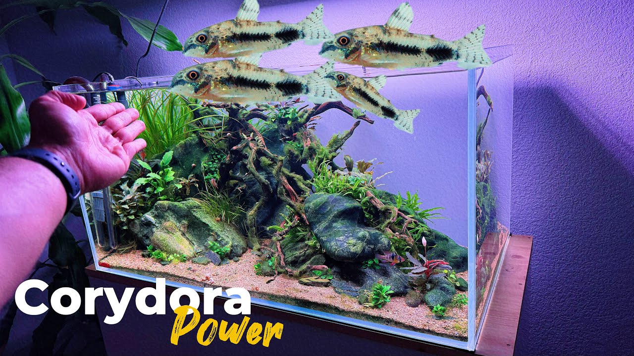 🐟 ¡LAS CORYDORAS HABROSUS LLEGAN AL ACUARIO! 🚀 LIMPIADORAS NATURALES EN ACCIÓN 🔥