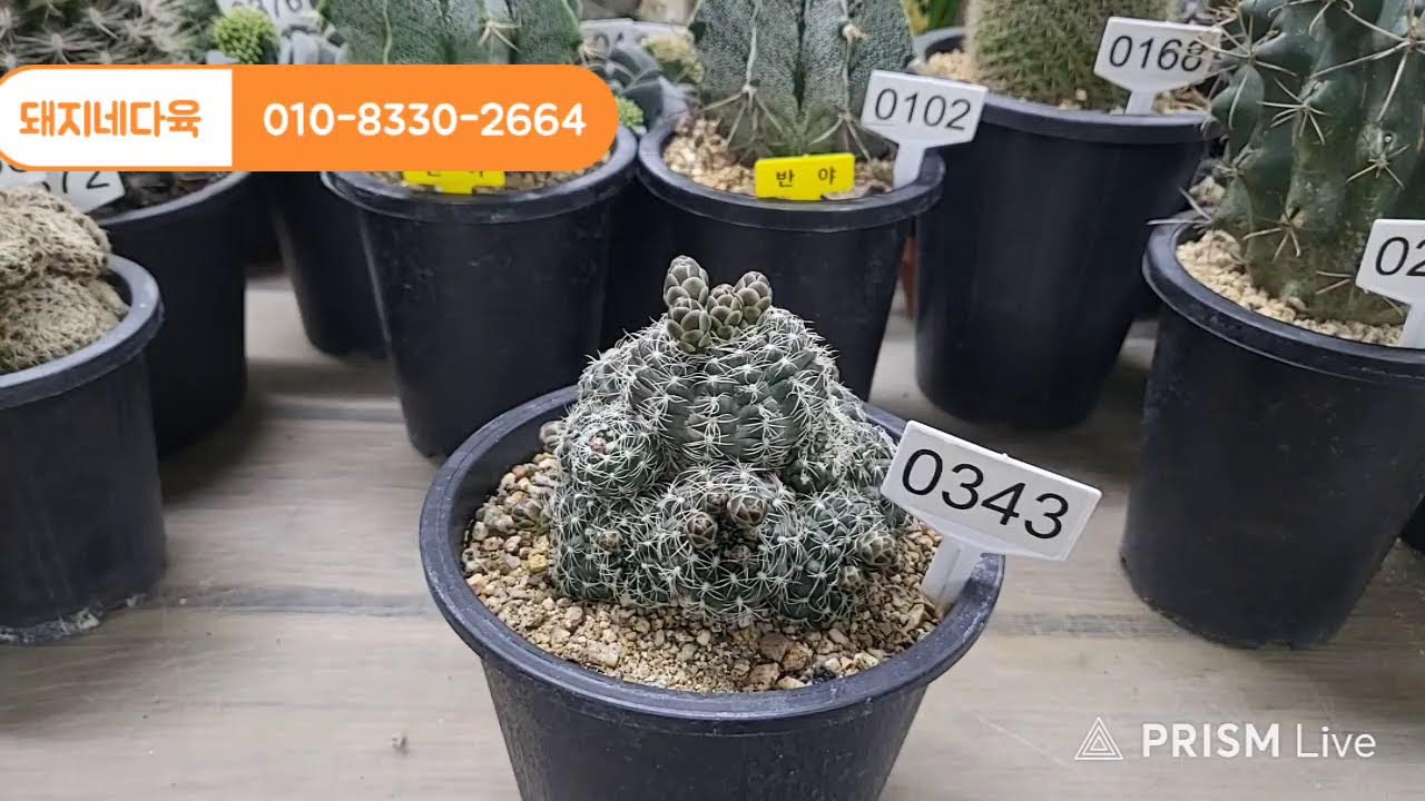 🐷돼지네다육 2월 25일 오후 7시   라이브방송🐷