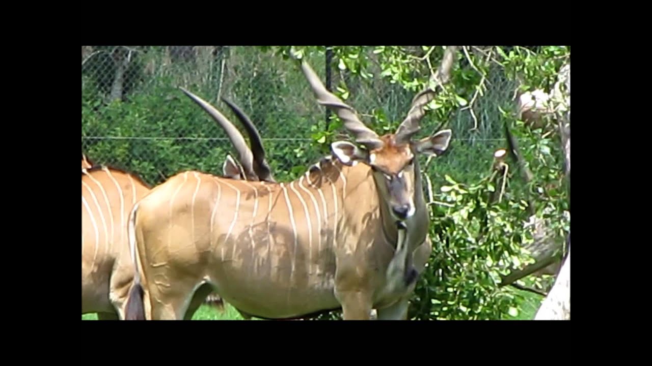 Giant Eland at White Oak