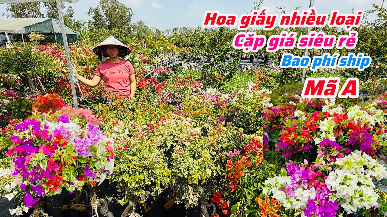 Hoa giấy cặp cây gọn ghép nhiều màu chào bán giá rẻ..19/01😘📲 0334.497.872.Phước-Tài 