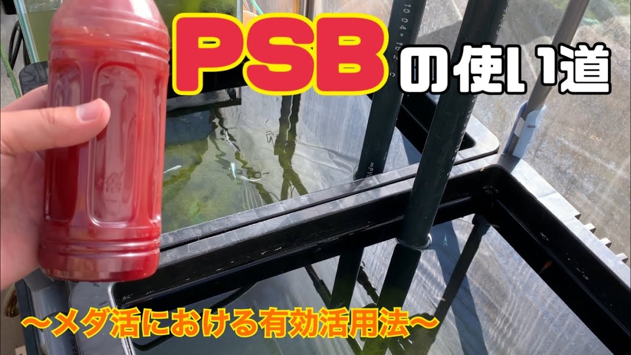 【メダカ飼育】PSBの使い方と効果！～培養方法と与え方～【初心者必見】
