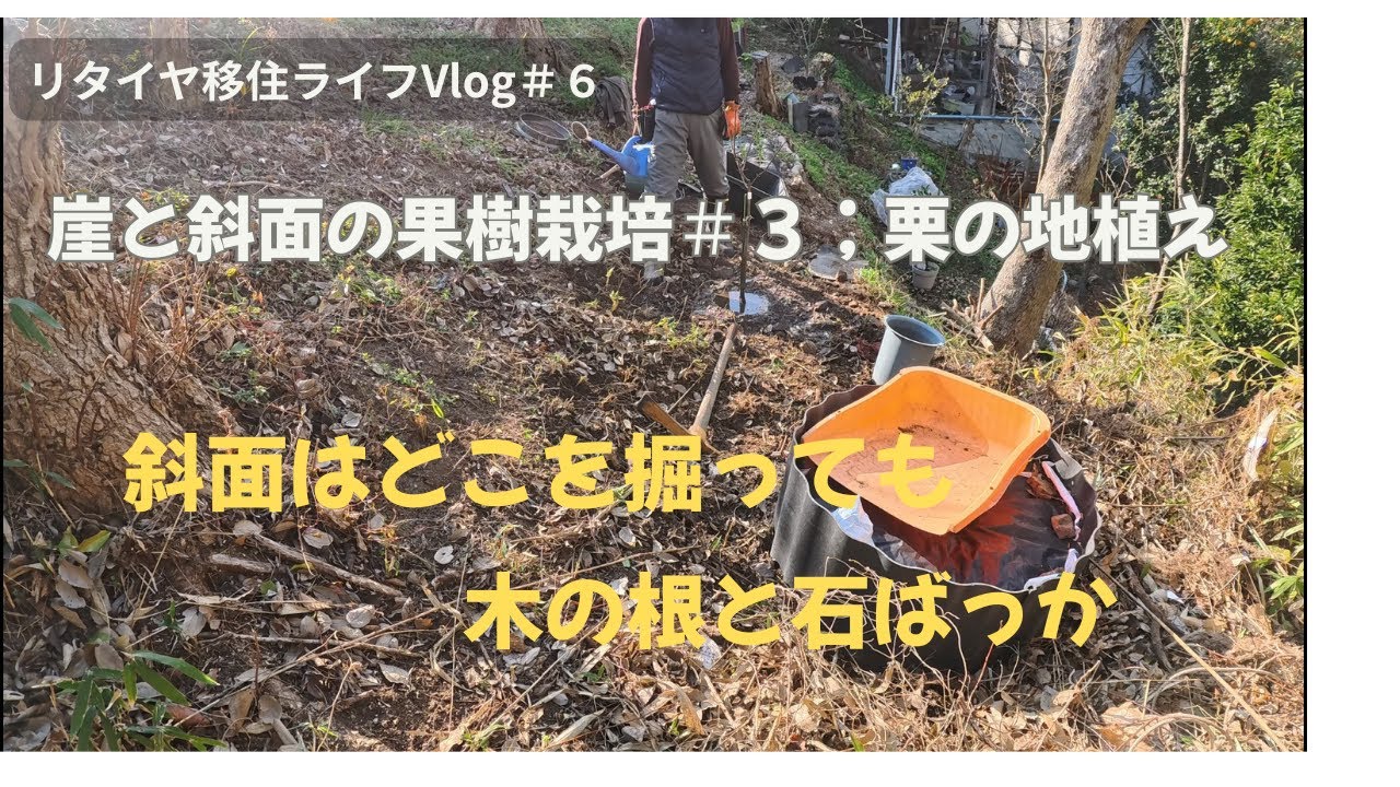 リタイヤ移住ライフ＃７：　崖と斜面の果樹栽培＃３　丹波栗地植え　今回は斜面下から２段目の所に丹波栗を地植えしました。木の根と石に悪戦苦悩しましたが、ご一緒に秋の実りを味わえたらうれしいです。