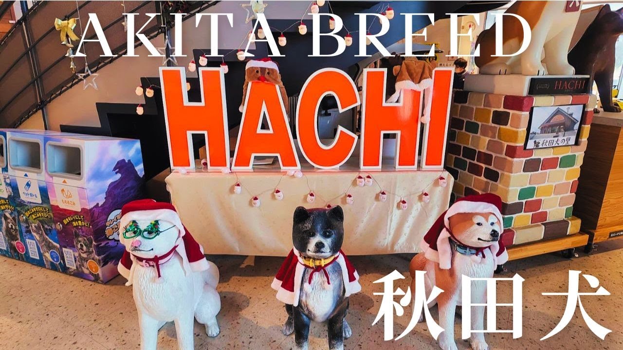 【秋田観光】秋田犬をもとめて、いざ大館へ！