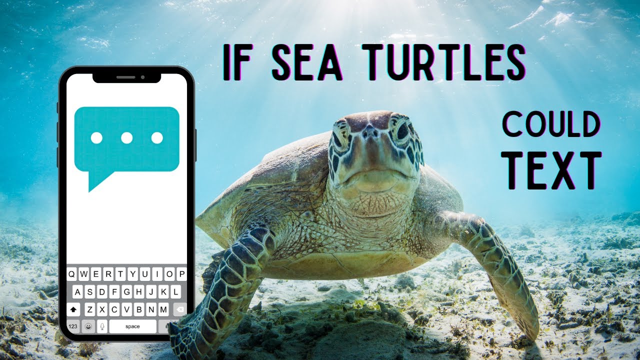 If Sea Turtles Could Text Humans… 🐢📱