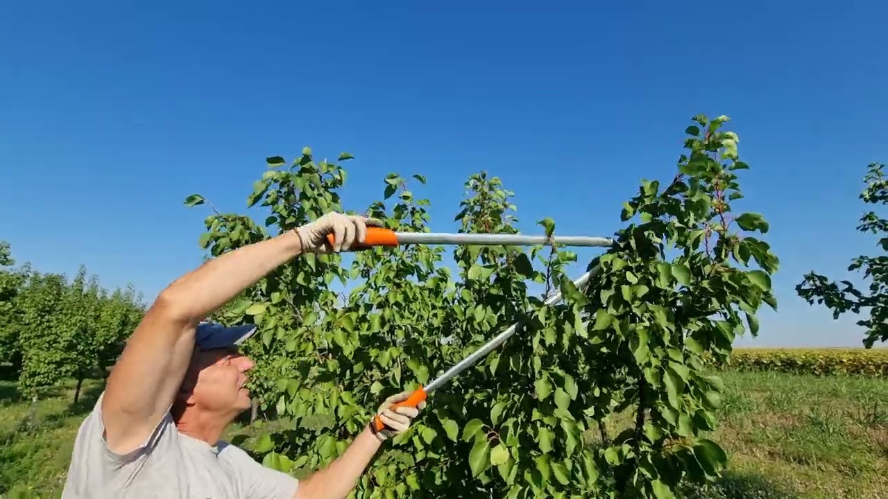 Uslužna rezidba voća-letnja rezidba kajsija,uživo sa terena ,live