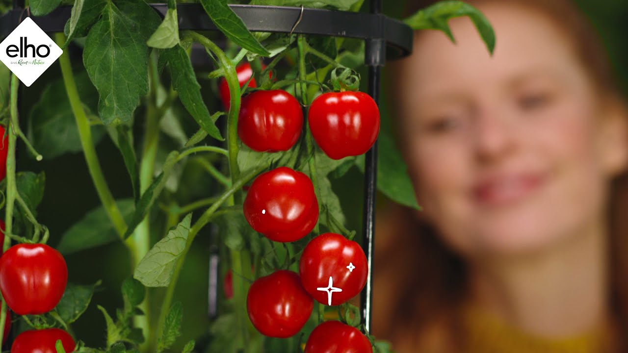 elho how-to-use: green basics tomato pot