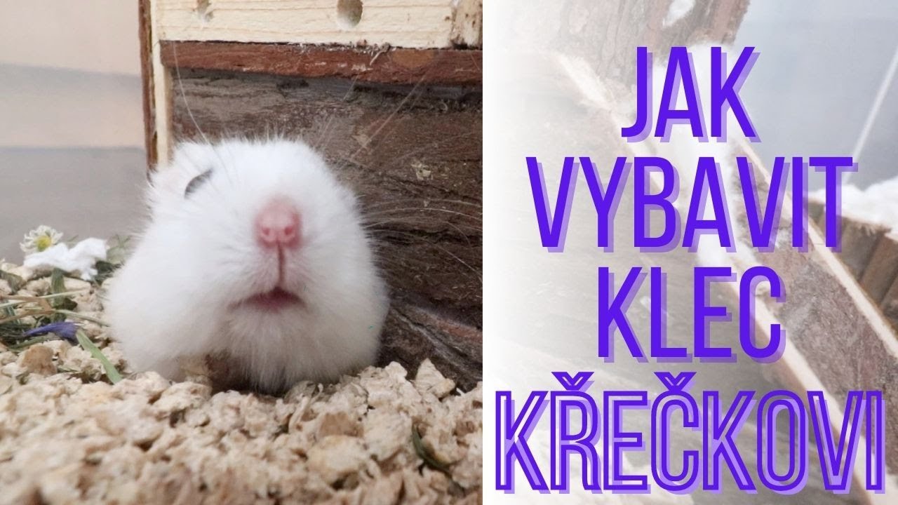 CO MÁ V BOXU MŮJ KŘEČEK + Co by v kleci křečka obecně nemělo chybět | Blond Days | Výbava pro křečka