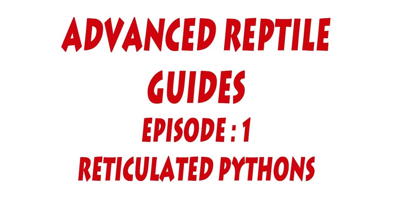 S'N'A Advanced Series: Episode 1 - Reticulated Pythons