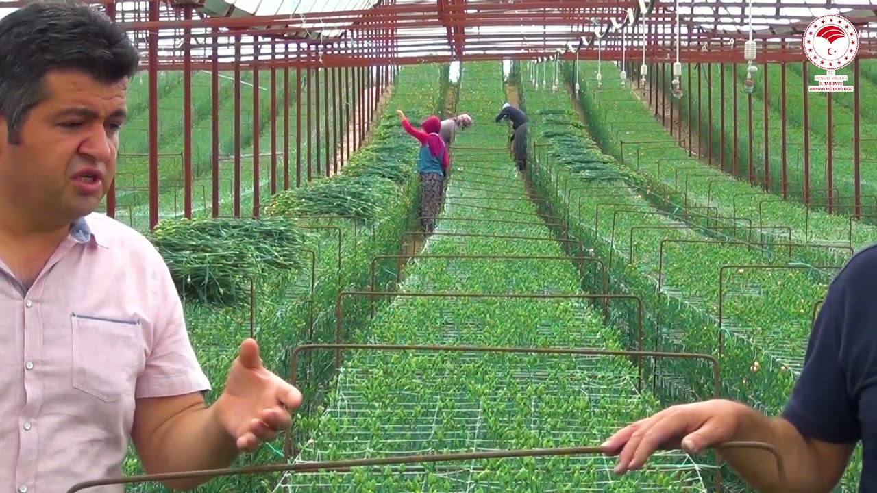 Karanfil