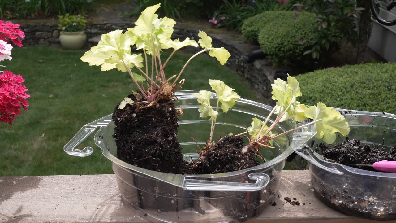 Dividing Heuchera with the Garden Mouse