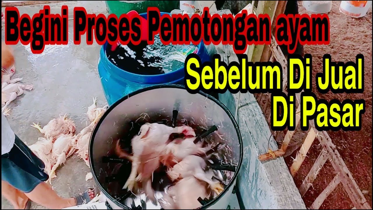PROSES AYAM POTONG SEBELUM DI JUAL DI PASAR (untuk pemesanan meain bisa cek keranjang produk)
