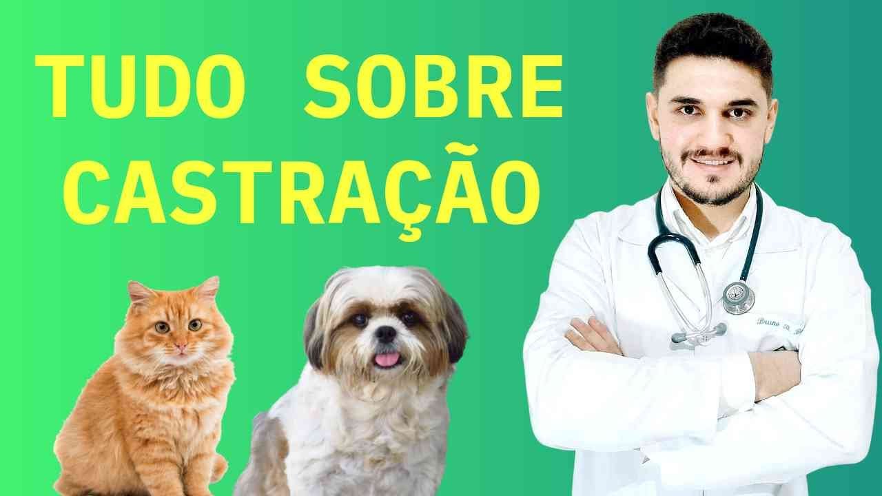 POR QUE CASTRAR MEU PET?
