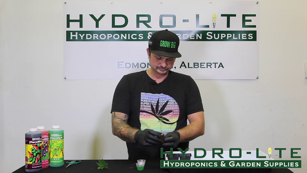 #5 Sinking your Cuttings into Rapid Rooters  - Hydro-Lite Hydroponics