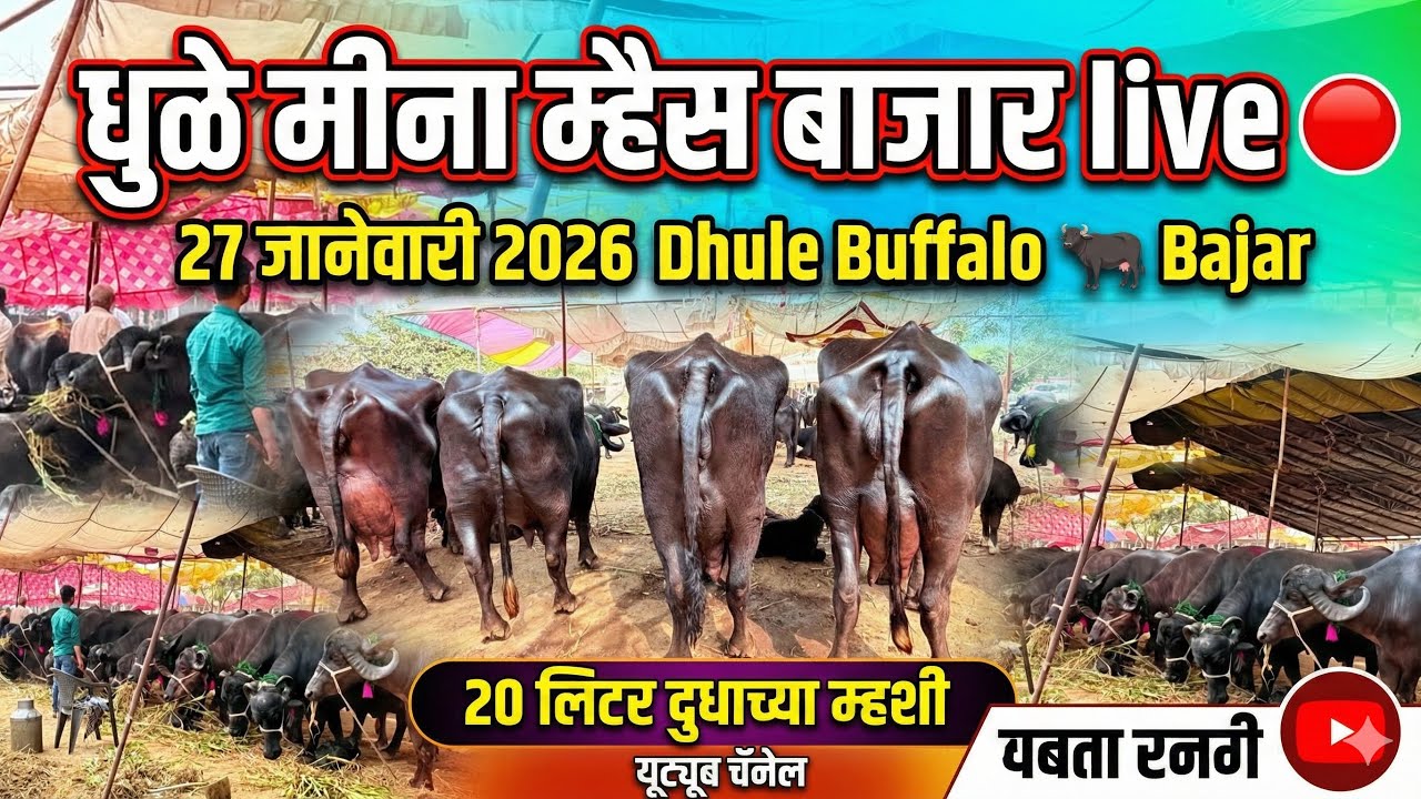 धुळे मीना म्हैस बाजार live 🔴 27 जानेवारी 2026 || Dhule Buffalo Bajar #buffalo #dhule 
