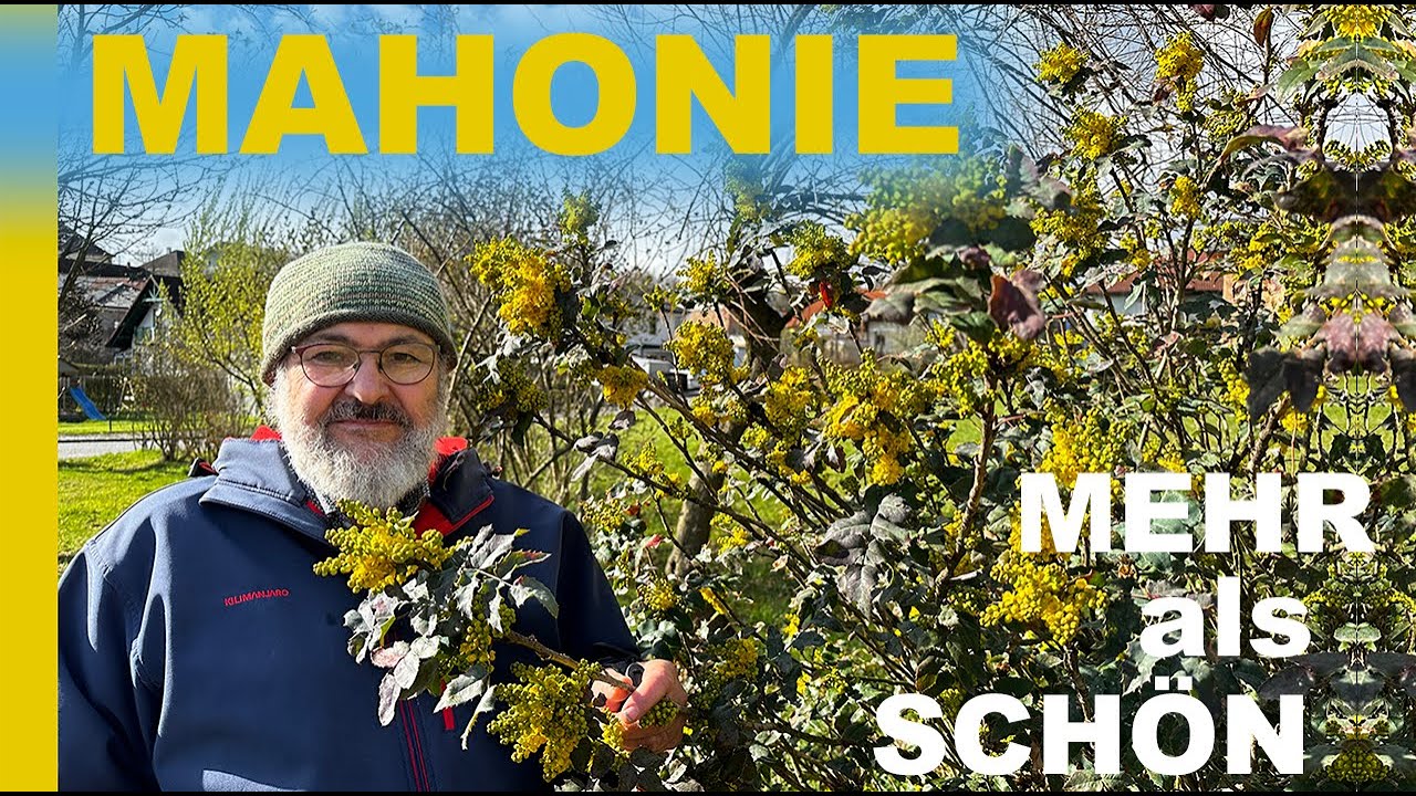 Mahonie für Bienen Hausapotheke und Küche