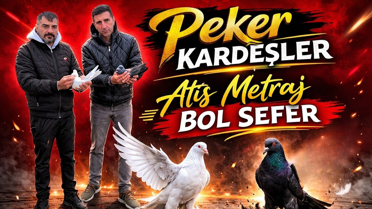 Taklacı Güvercinler En İyi Oyun Kuşları Ankaranın Şampiyonları #pigeon