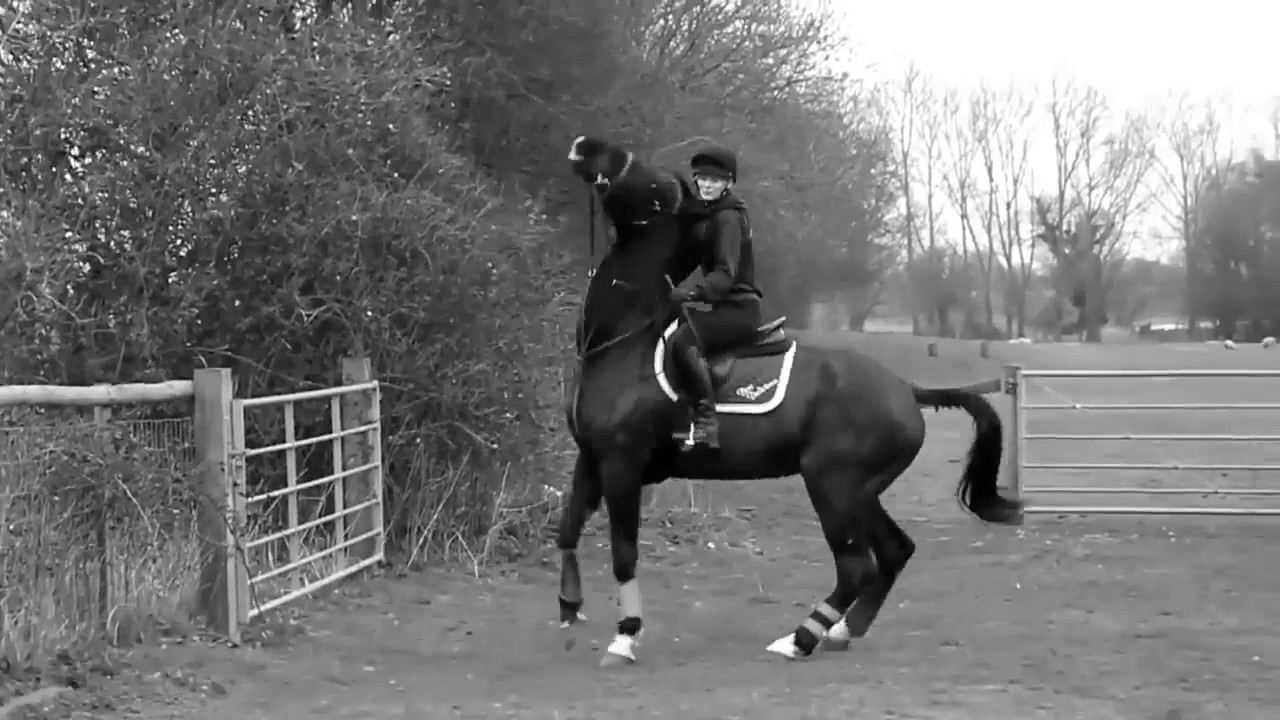 Reach Beyond Your Comfort Zone / Equestrian Inspiration